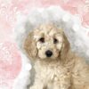 flat750x075f pad750x1000f8f8f8 5 - Cockapoo Gifts UK