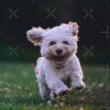 flat750x075f pad750x750f8f8f8 5 - Cockapoo Gifts UK