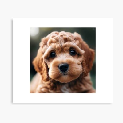 Cockapoo Timeless Artwork Poster